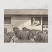 Carte Postale mouton mérino (Devant)