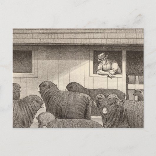 Carte Postale mouton mérino (Devant)