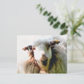 CARTE POSTALE MOUTON MIGNON (Debout devant)