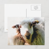 CARTE POSTALE MOUTON MIGNON (Devant / Derrière)