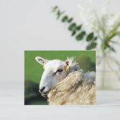CARTE POSTALE MOUTON MIGNON (Debout devant)