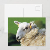 CARTE POSTALE MOUTON MIGNON (Devant / Derrière)
