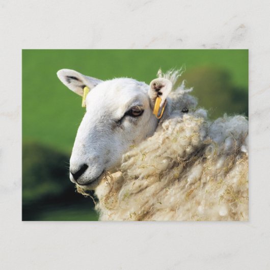 CARTE POSTALE MOUTON MIGNON (Devant)