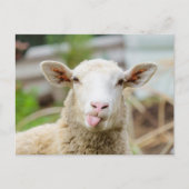 Carte Postale Mouton montrer langue (Devant)