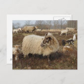 Carte Postale Mouton - Mouton dans le champ Heather (Devant / Derrière)