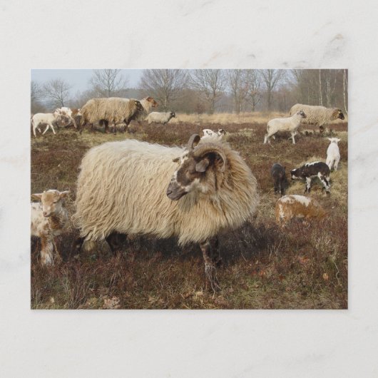 Carte Postale Mouton - Mouton dans le champ Heather (Devant)