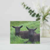 Carte Postale Mouton noir (Debout devant)