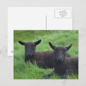 Carte Postale Mouton noir (Devant / Derrière)
