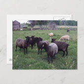 Carte Postale Mouton noir (Devant / Derrière)