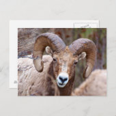 Carte Postale Mouton noir des Rocheuses (Devant / Derrière)