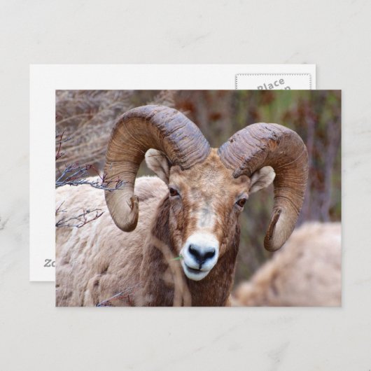 Carte Postale Mouton noir des Rocheuses (Devant / Derrière)