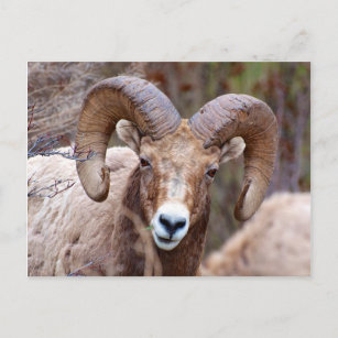 Carte Postale Mouton noir des Rocheuses