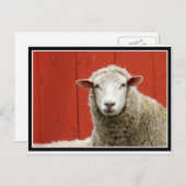 Carte Postale Mouton rouge (Devant / Derrière)