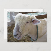 Carte Postale Mouton rude (Devant / Derrière)