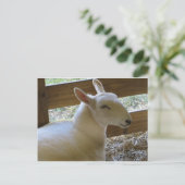 Carte Postale Mouton souriant (Debout devant)