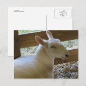 Carte Postale Mouton souriant (Devant / Derrière)