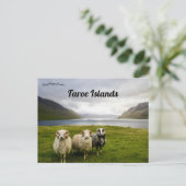 Carte Postale Mouton sur les îles Féroé (Debout devant)