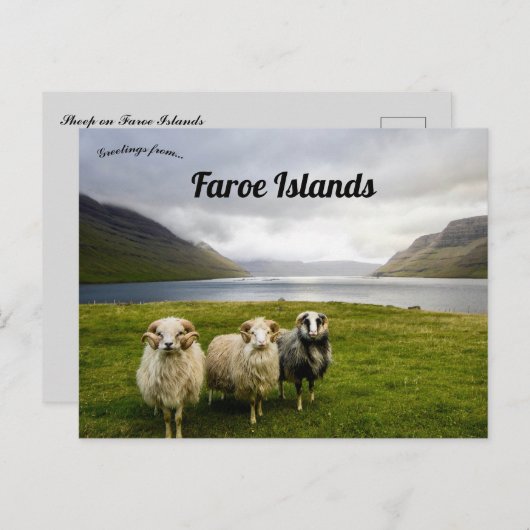 Carte Postale Mouton sur les îles Féroé (Devant / Derrière)