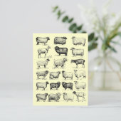 Carte Postale Mouton vintage (Debout devant)