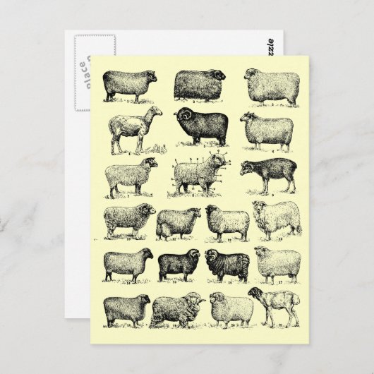 Carte Postale Mouton vintage (Devant / Derrière)