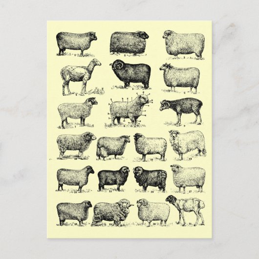 Carte Postale Mouton vintage (Devant)