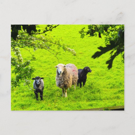 Carte Postale Moutons  (Devant)