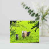 Carte Postale Moutons  (Debout devant)