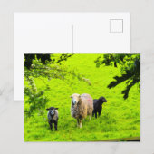 Carte Postale Moutons  (Devant / Derrière)