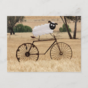 Carte Postale Moutons