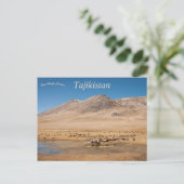 Carte Postale Moutons à Murghab Tadjikistan (Debout devant)