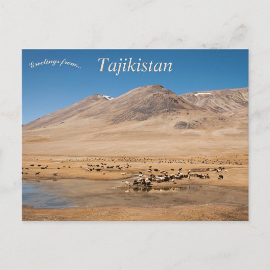 Carte Postale Moutons à Murghab Tadjikistan (Devant)