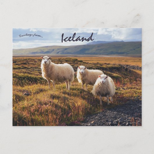 Carte Postale Moutons à Thorsmork en Islande (Devant)