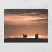 Carte Postale Moutons au coucher de soleil des Lofoten (Devant)