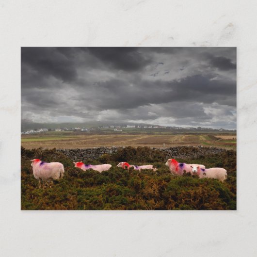 Carte Postale Moutons colorés (Devant)