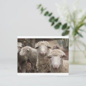 Carte Postale Moutons curieux (Debout devant)
