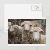Carte Postale Moutons curieux (Devant / Derrière)