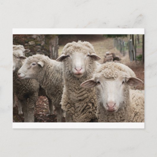 Carte Postale Moutons curieux (Devant)