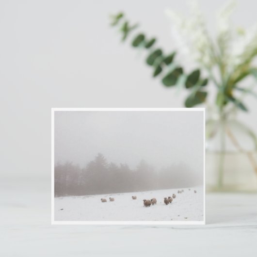 Carte Postale Moutons dans la fosse (Debout devant)