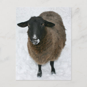 Carte Postale Moutons dans la neige