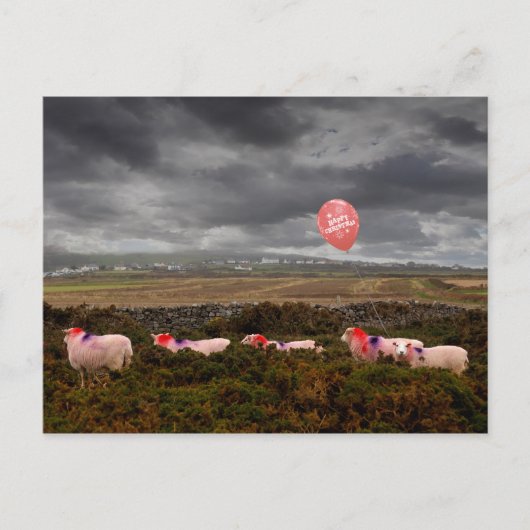 Carte Postale moutons de Noël (Devant)