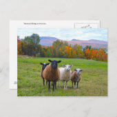 Carte Postale Moutons du Vermont en Automne (Devant / Derrière)