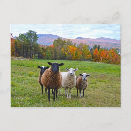 Carte Postale Moutons du Vermont en Automne (Devant)