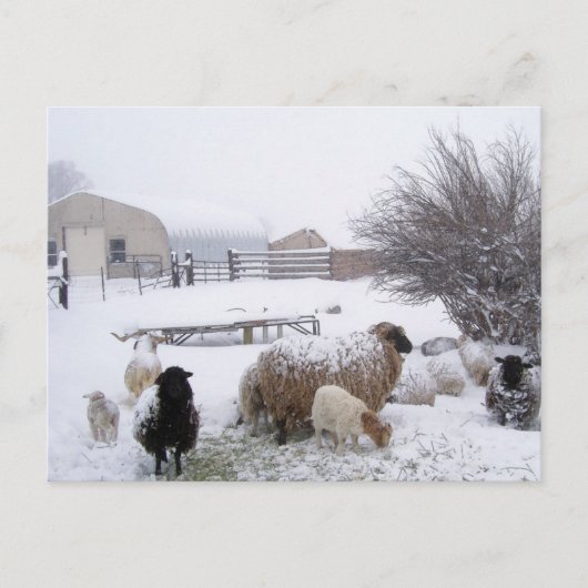 Carte Postale Moutons En Avril Neige (Devant)