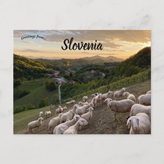 Carte Postale Moutons en Slovénie (Devant)