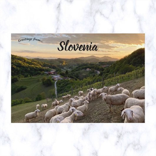 Carte Postale Moutons en Slovénie