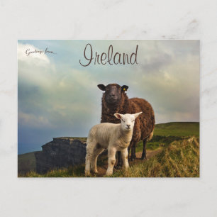 Carte Postale Moutons et agneau sur les falaises de Moher Irland