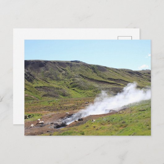 Carte Postale Moutons et sources chaudes (Devant / Derrière)