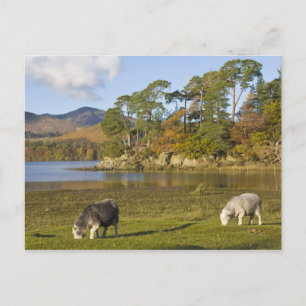 Carte Postale Moutons Herdwick à Friars Crag, Derwentwater, 2
