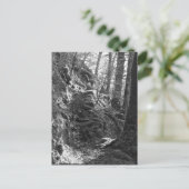 Carte Postale Moutons Herdwick, Cumbria (Debout devant)