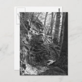 Carte Postale Moutons Herdwick, Cumbria (Devant / Derrière)